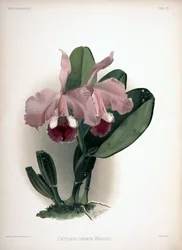 Cattleya warneri als syn.: Cattleya labiata var. warneri